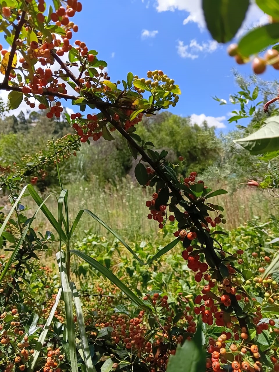 0 Bedroom Property for Sale in Senekal Free State